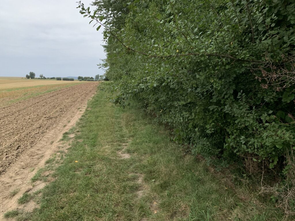 Wald Feld
